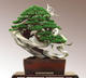 Kültéri bonsai