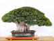 Szoba bonsai