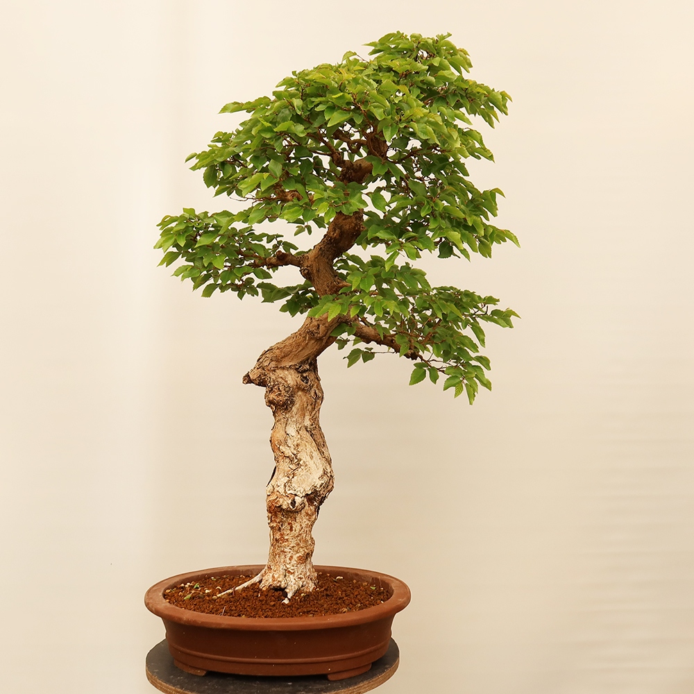 Kültéri bonsai -Carpinus Coreana - Koreai gyertyánfa