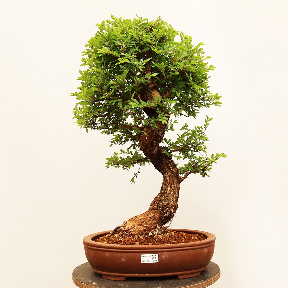 Kültéri bonsai - Zelkova - Zelkova NIRE