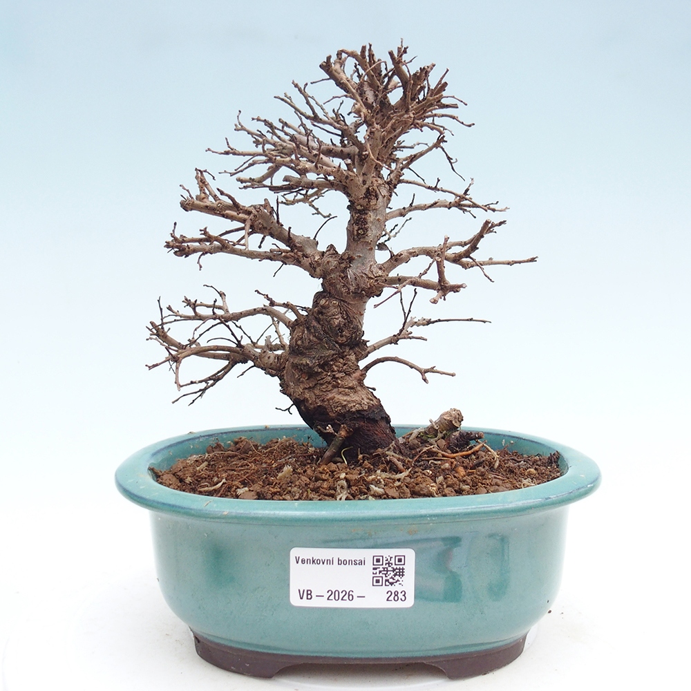 Kültéri bonsai - Zelkova - Zelkova NIRE