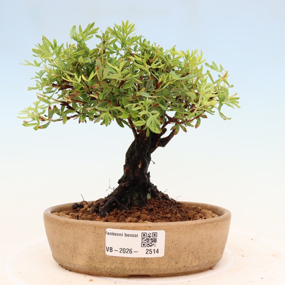 Kültéri bonsai - Potentila fruticosa