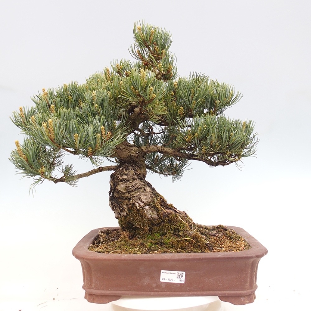 Kültéri bonsai - Pinus parviflora - Pinus parviflora