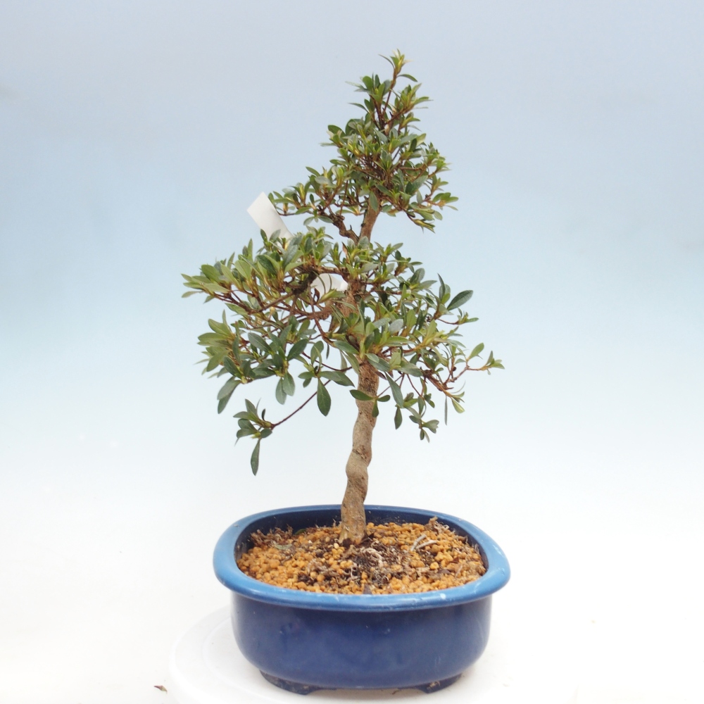 Kültéri bonsai - Japán azálea - Azalea Nasuno