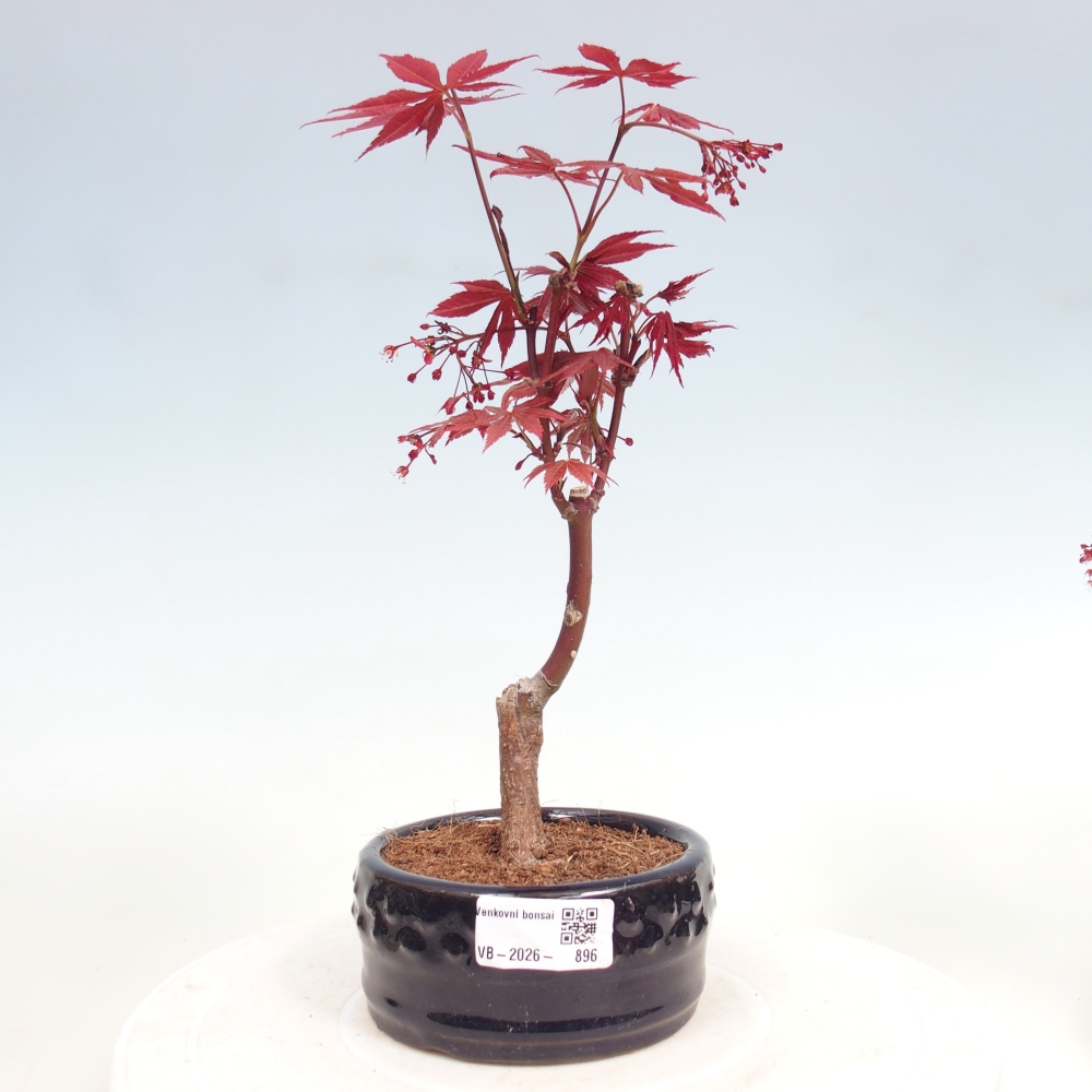 Kültéri bonsai - Acer pálma. Atropurpureum-Javor palmate