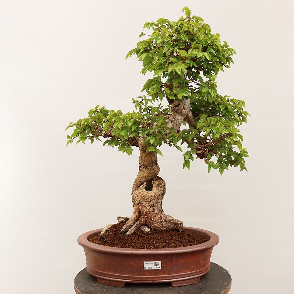Kültéri bonsai -Carpinus Coreana - Koreai gyertyánfa