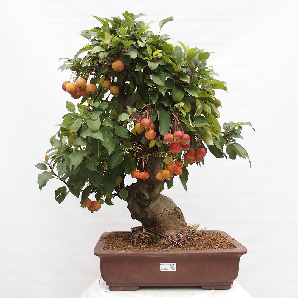 Kültéri bonsai -Malus halliana - Kis gyümölcsű almafa