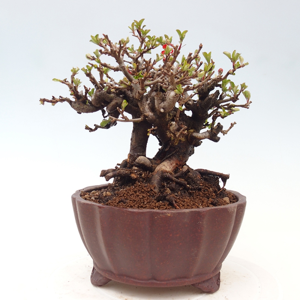 Kültéri bonsai - Chaneomeles speciosa - birs