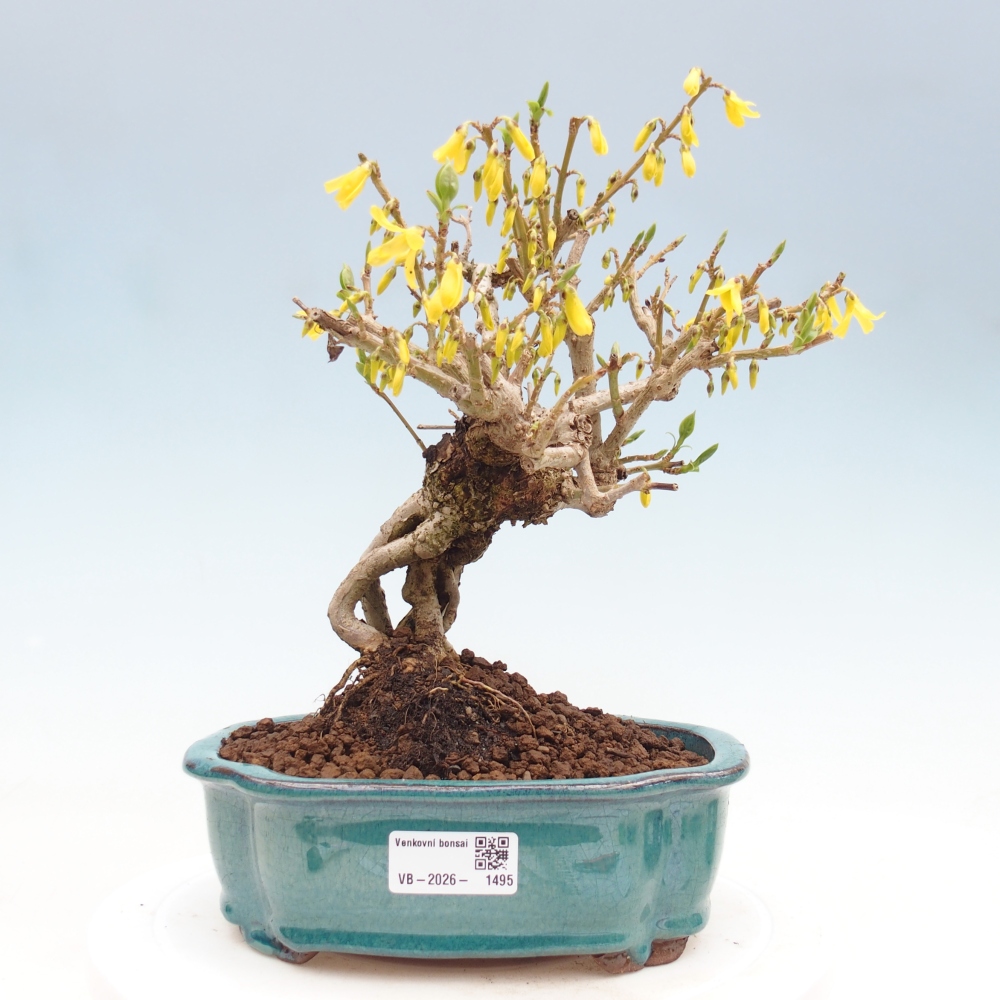 Kültéri bonsai - Zlatice - Forsythia koreana