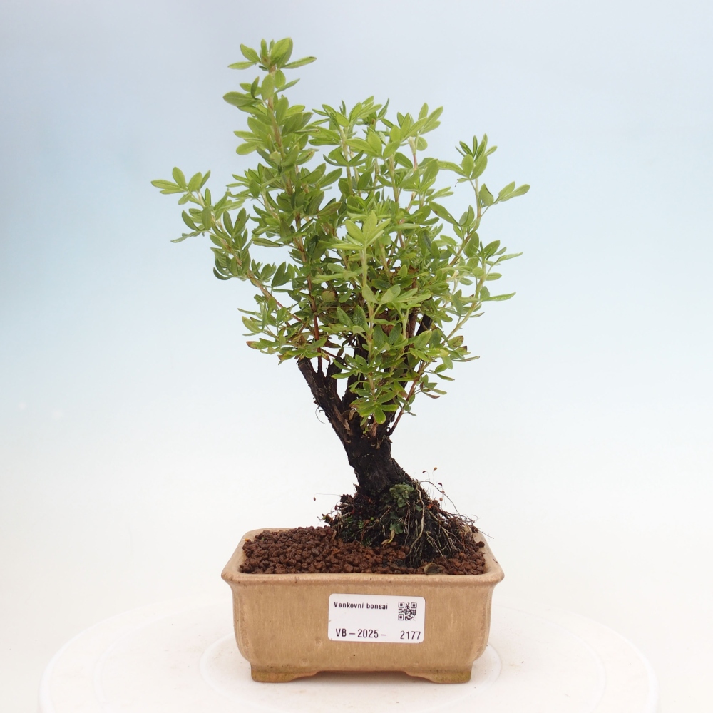 Kültéri bonsai - Potentila fruticosa sárga Bird