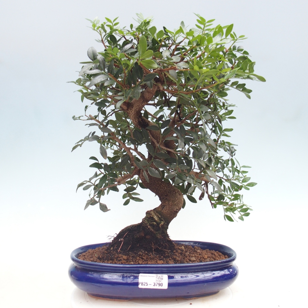 Szoba bonsai - Pisztácia