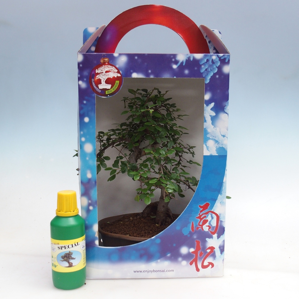 Ulmus parvifolia - kínai szil