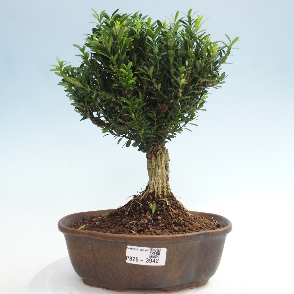 Szobai bonsai - Buxus harlandii - parafa buxus