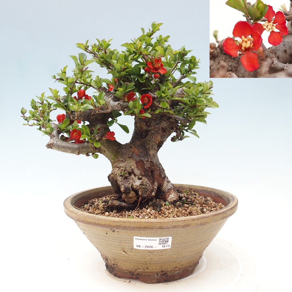 Kültéri bonsai - Chaneomeles speciosa - birs