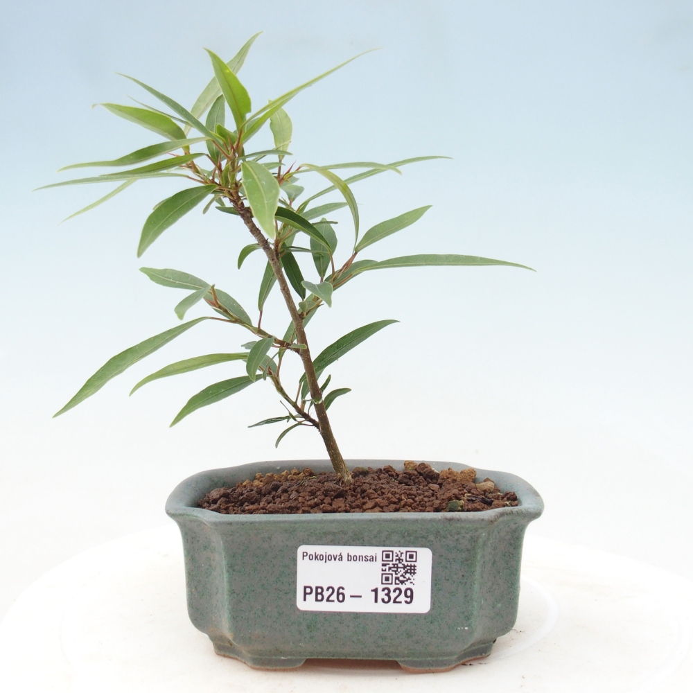 Szobai bonsai - Ficus nerifolia - kislevelű fikusz