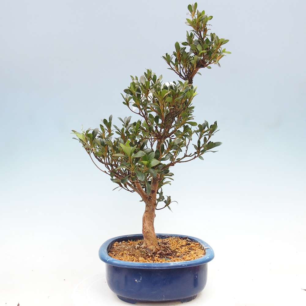 Kültéri bonsai - Japán azálea - Azalea HANABIN