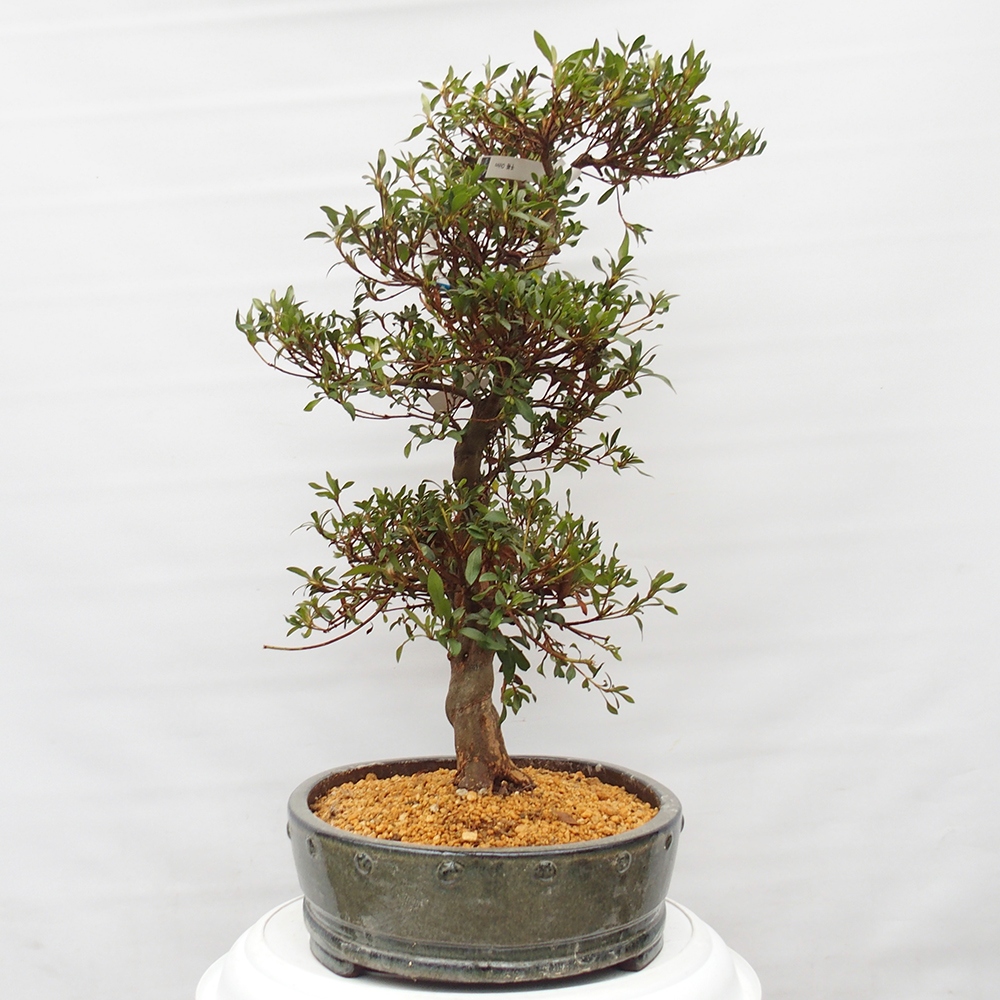 Kültéri bonsai - japán azálea - Azálea CHIHIRO