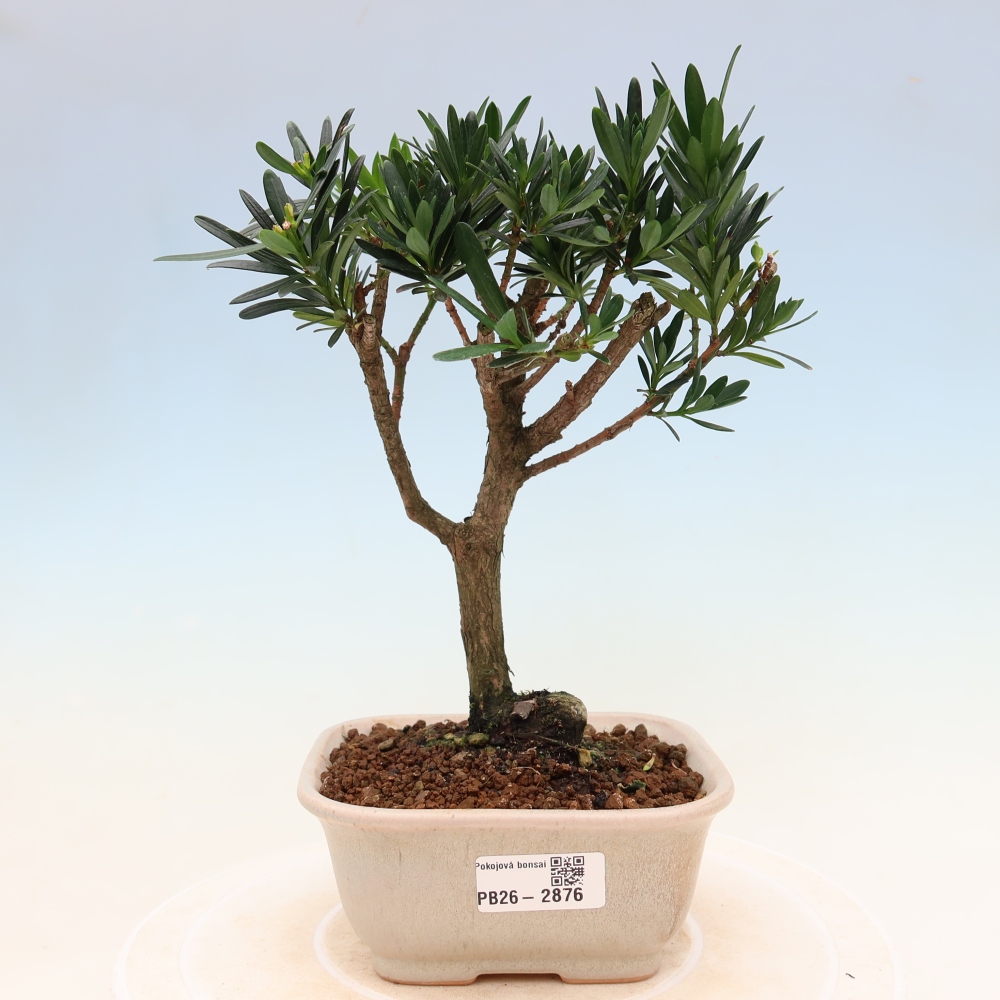 Szobai bonsai - Podocarpus - Kőtiszafa