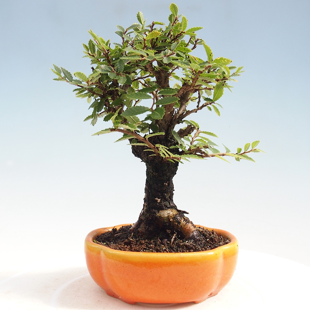 Kültéri bonsai - Zelkova - Zelkova NIRE
