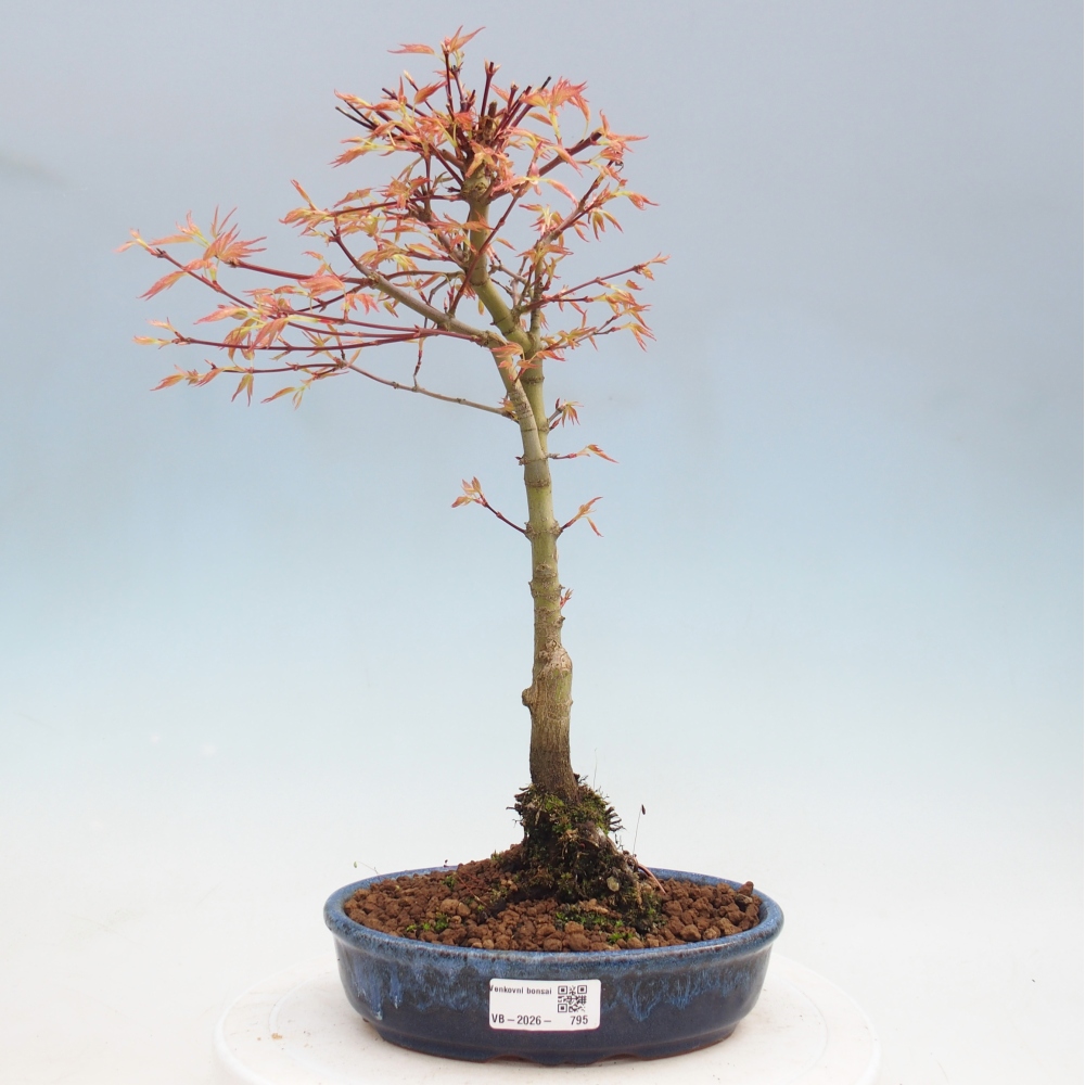 Juhar - Acer palmatum Beni Tsukasa