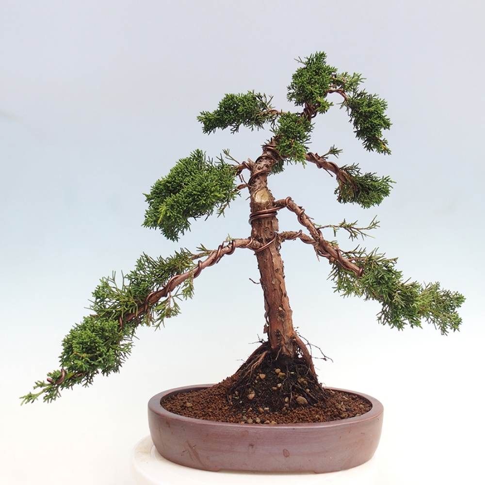 Kültéri bonsai - Juniperus chinensis Kishu