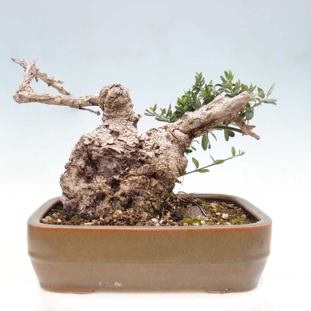 Beltéri bonsai - Olea europaea sylvestris