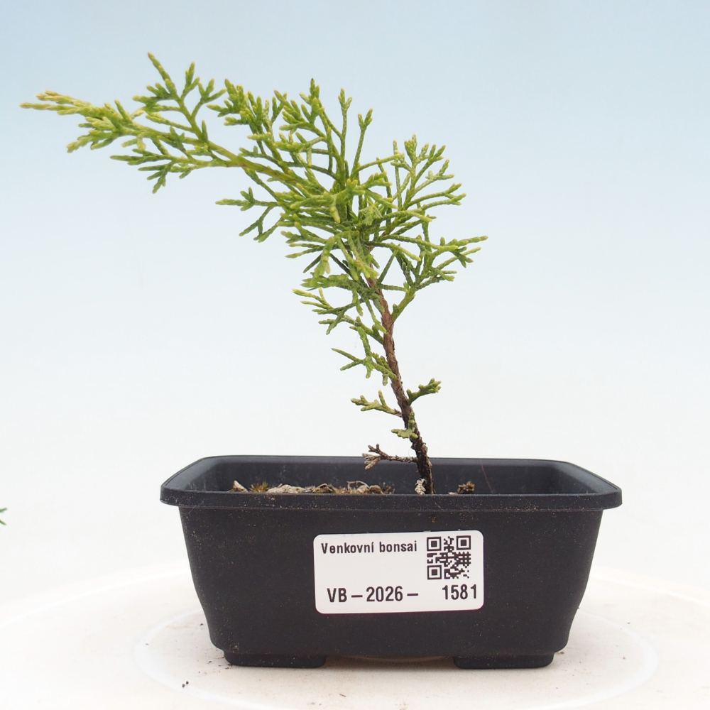 Kültéri bonsai - Juniperus chinensis Itoigawa