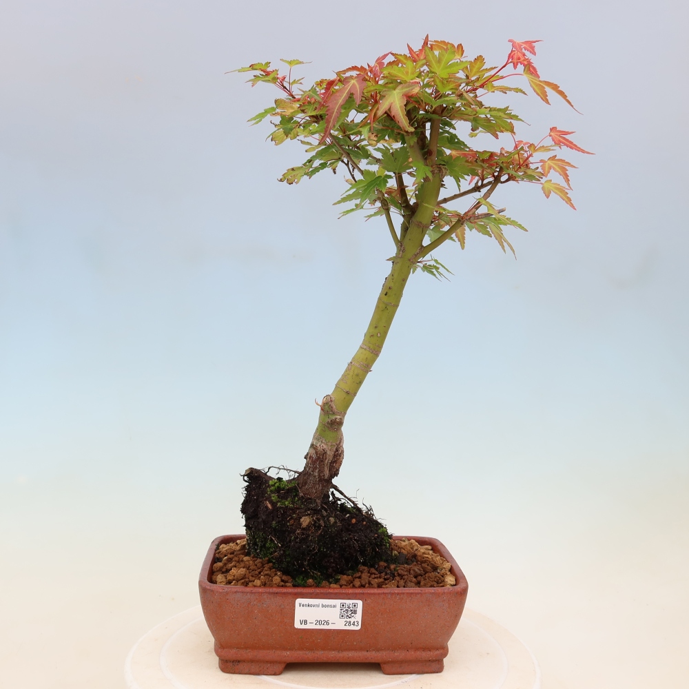 Juhar - Acer palmatum Beni Tsukasa