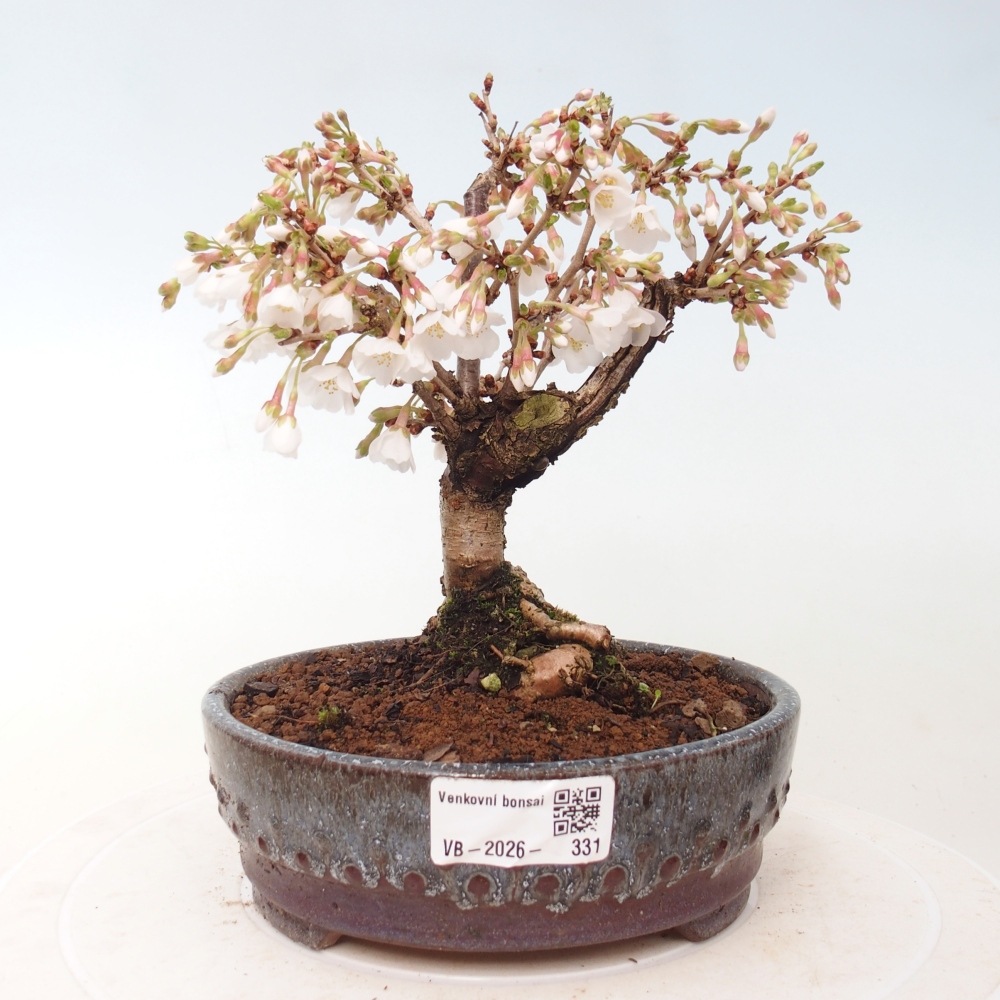 Kültéri bonsai - Prunus incisa Kojou-no mai-Plivon kivágva