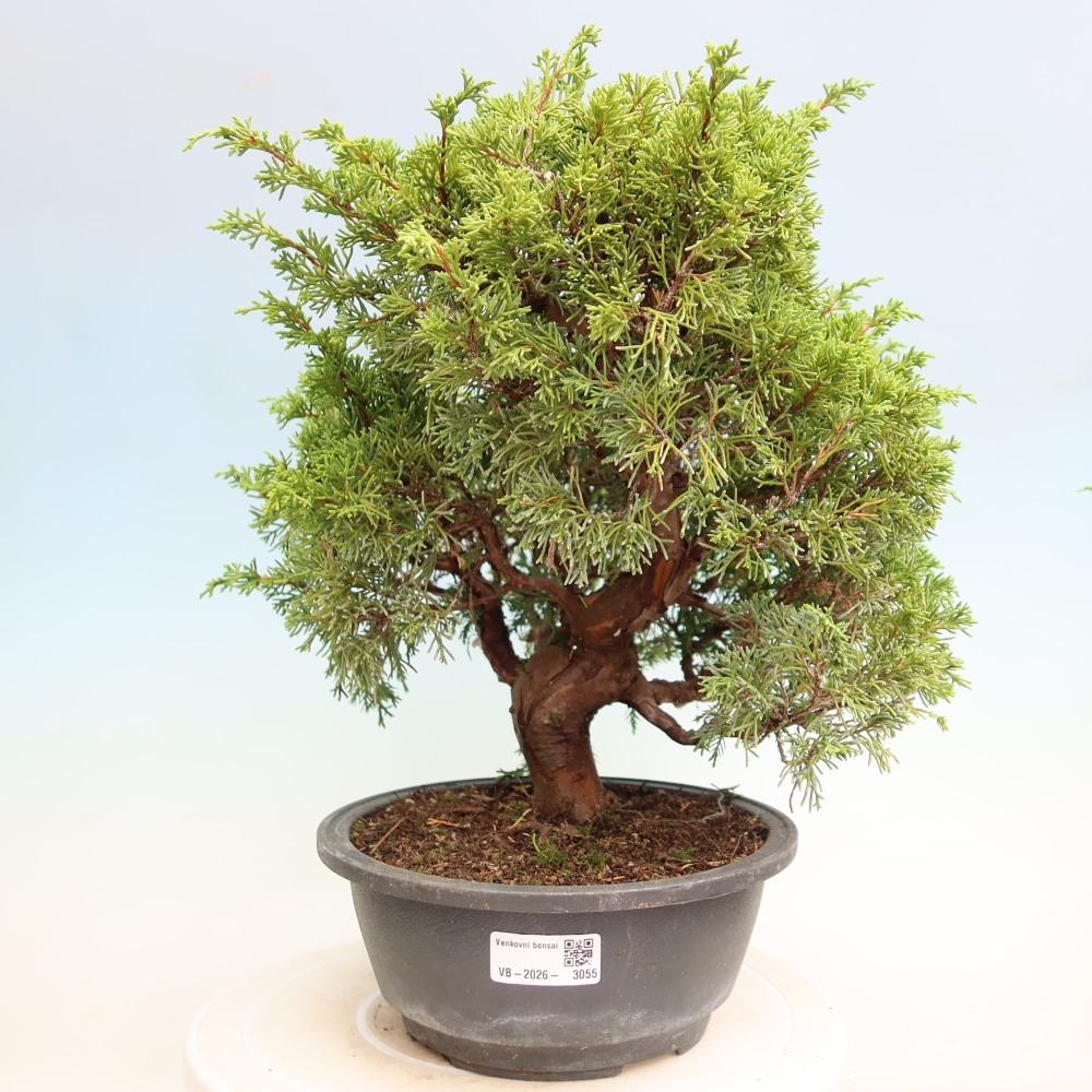 Kültéri bonsai - Juniperus chinensis Itoigawa-Juniperus chinensis