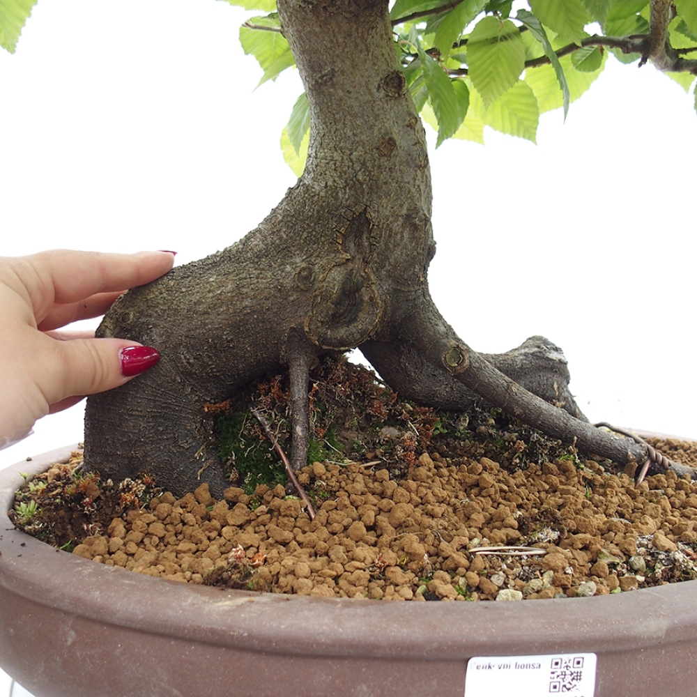 Kültéri bonsai - gyertyán - Carpinus betulus