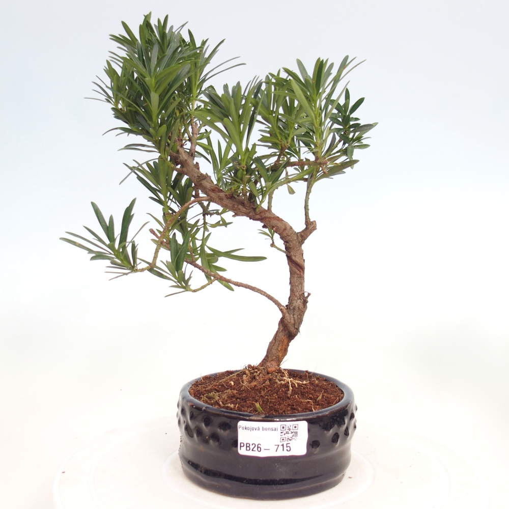Szobai bonsai - Podocarpus - Kőtiszafa