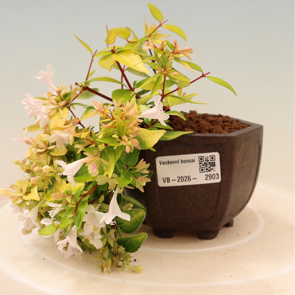 Kültéri bonsai – Abelia gr. Kleidoscope – Nagyvirágú abélia