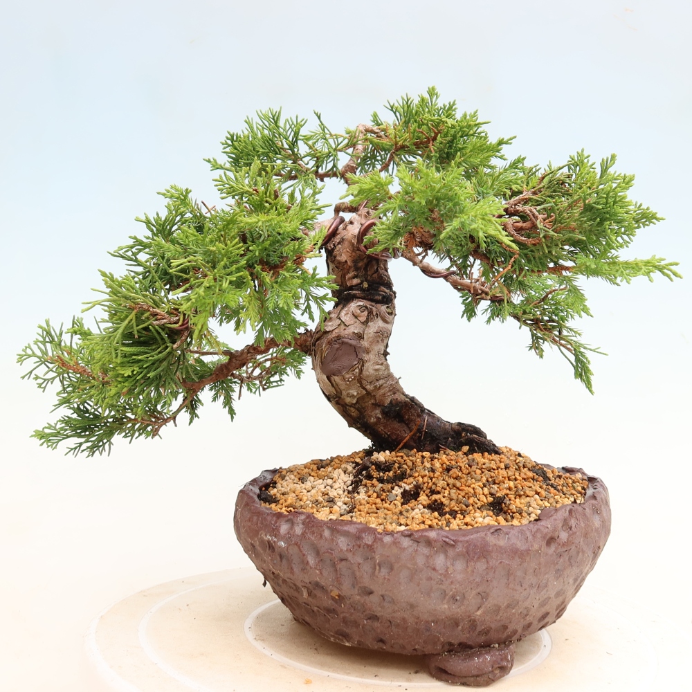 Kültéri bonsai - Juniperus chinensis Itoigawa-Juniperus chinensis