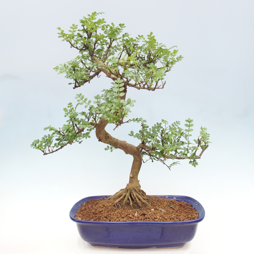Szobai bonsai - Zantoxylum piperitum - borsfa