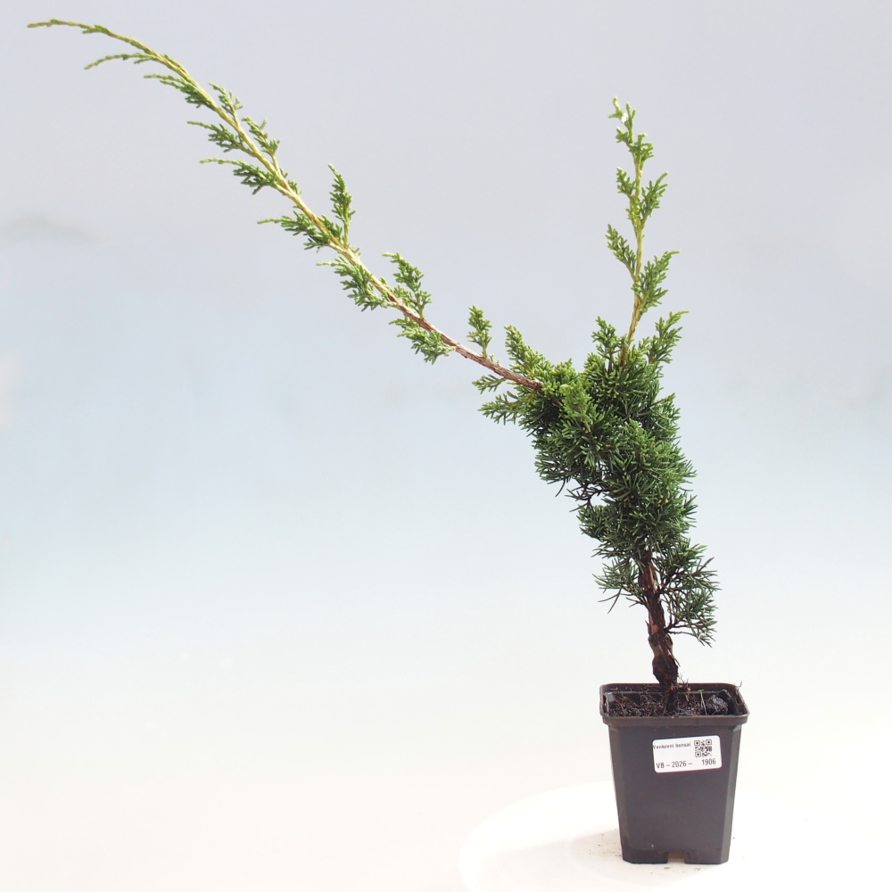 Kültéri bonsai - Juniperus chinensis Kishu