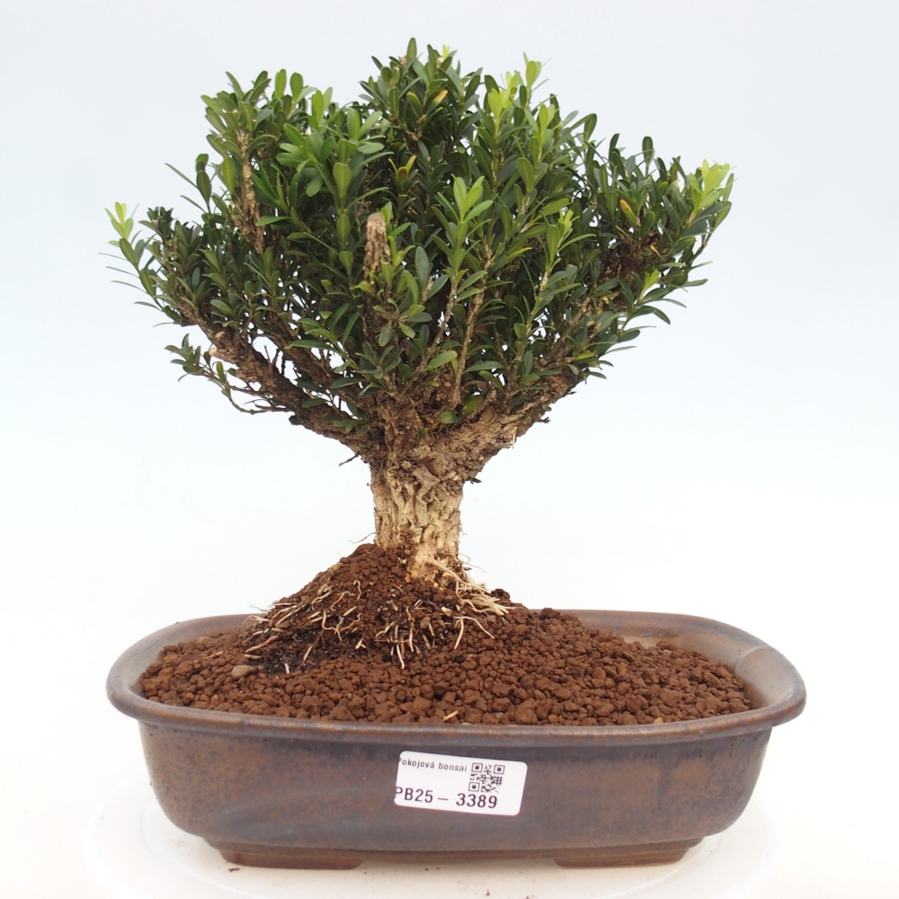 Szobai bonsai - Buxus harlandii - parafa buxus