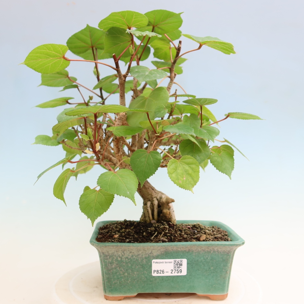 Beltéri bonsai - Hibiscus tiliaceus - tengeri hibiszkusz