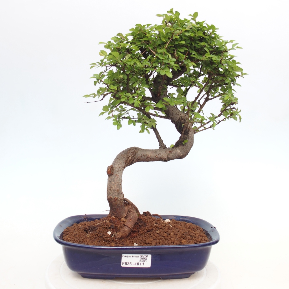 Szobai bonsai - Ulmus parvifolia - Kislevelű szilfa