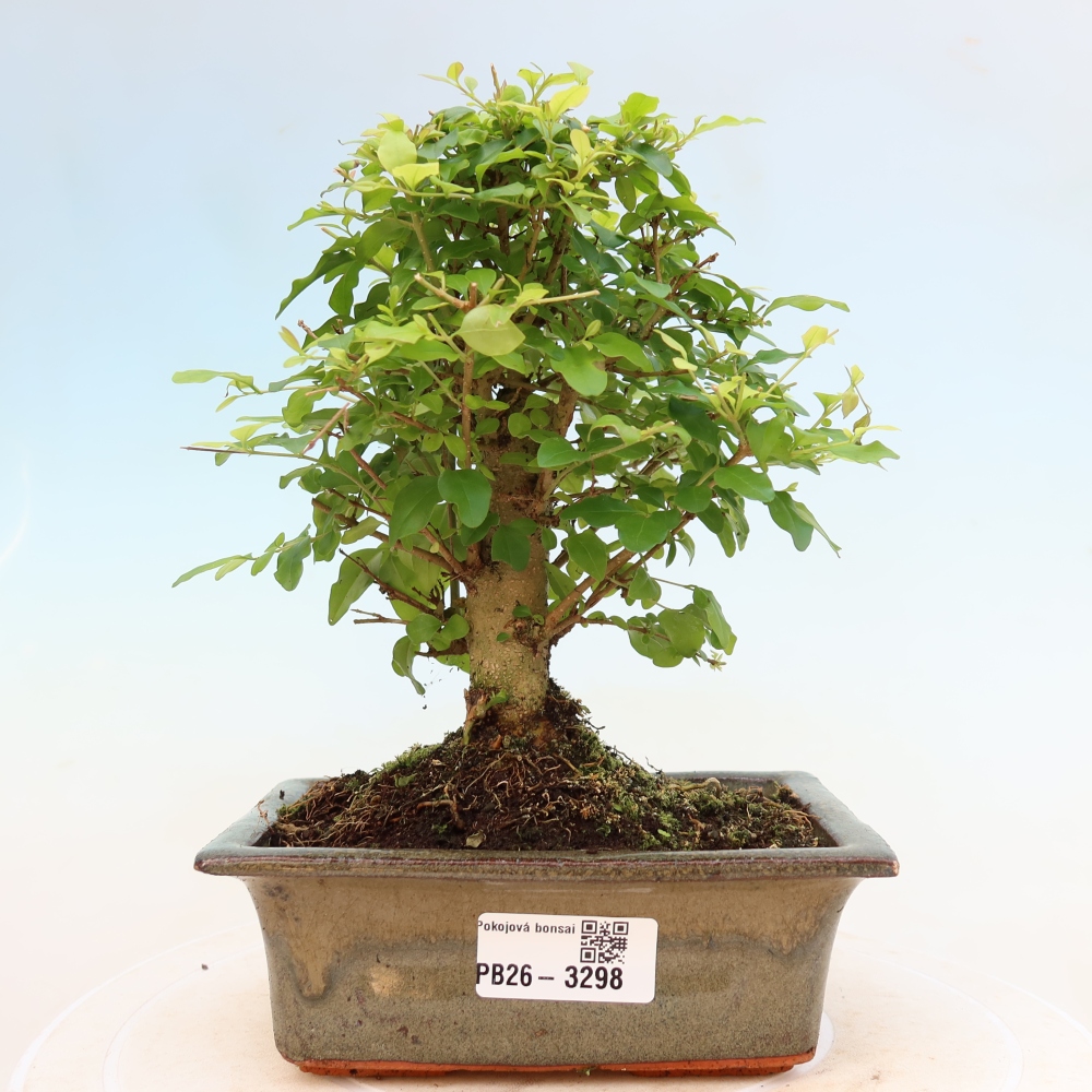 Szobai bonsai -Ligustrum chinensis - Madárcsőr