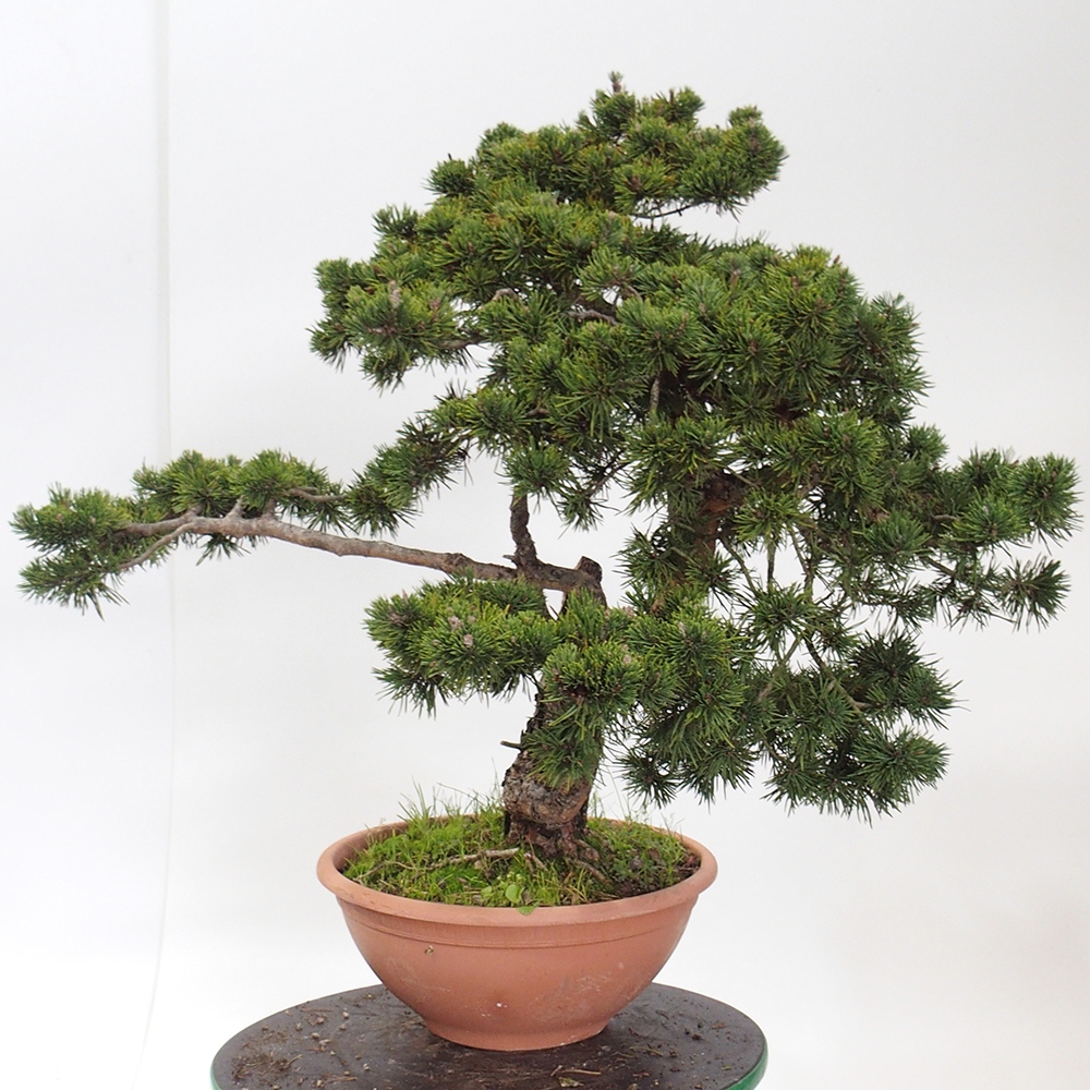 Yamadori - Pinus sylvestris Spanyolország