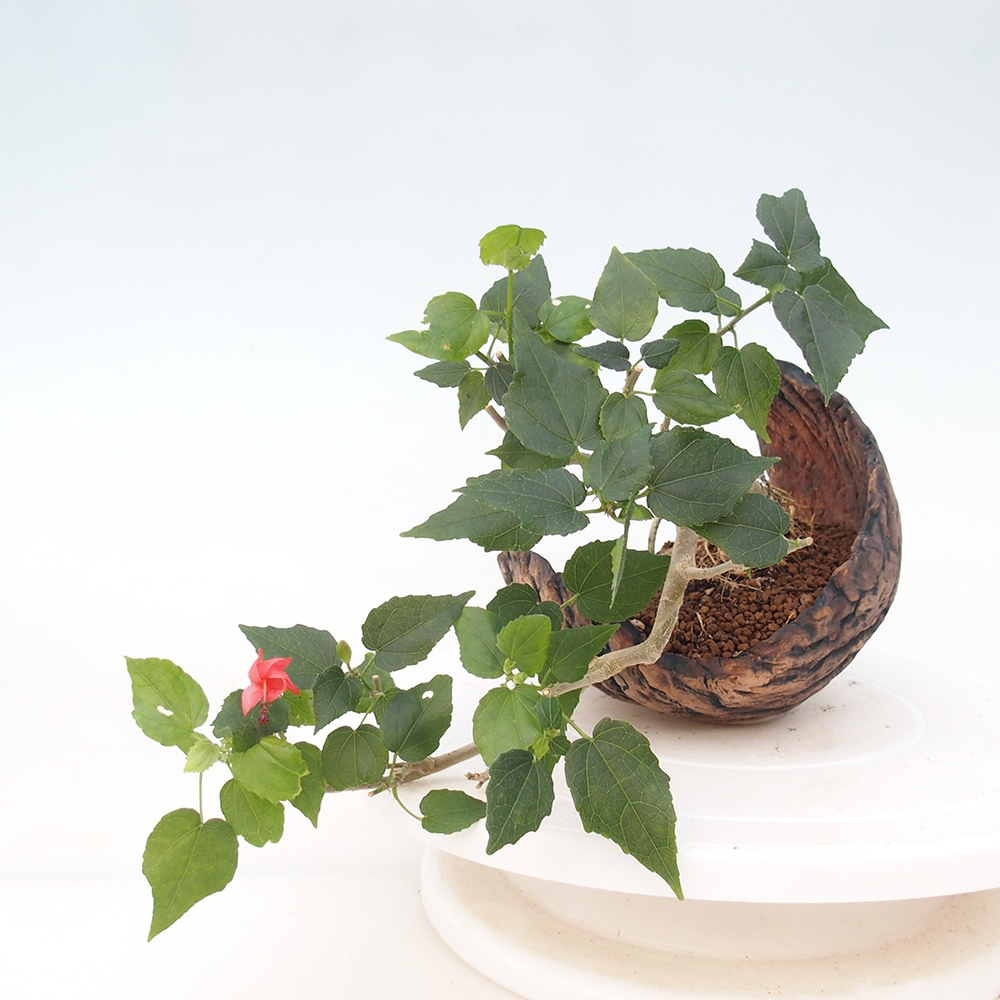 Beltéri bonsai - Malvaviscus arboreus