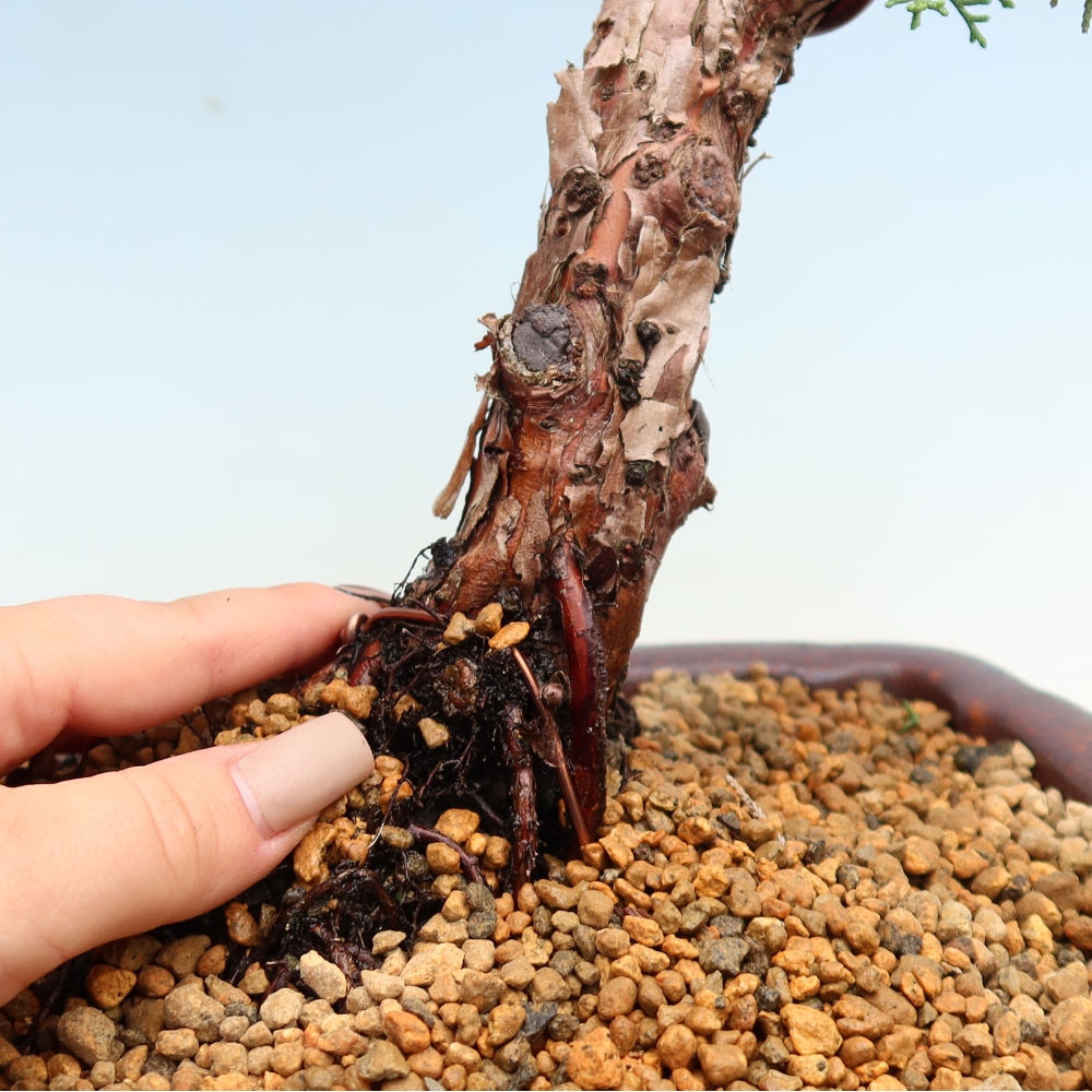 Kültéri bonsai - Juniperus chinensis Kishu