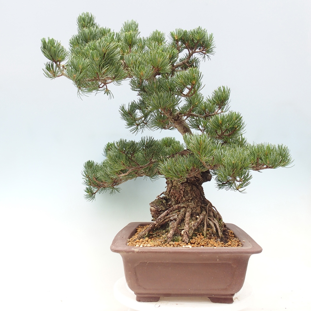 Kültéri bonsai - Pinus parviflora - Pinus parviflora