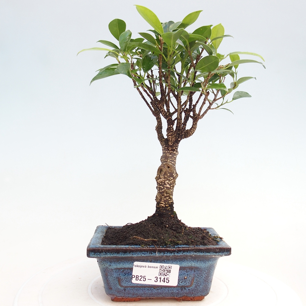 Szoba bonsai Ficus retusa kimmen