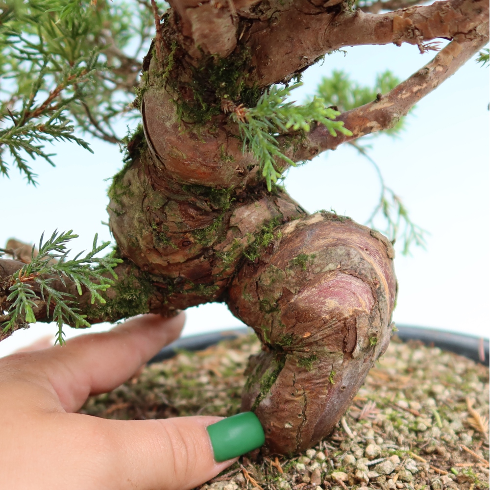 Kültéri bonsai - Juniperus chinensis Itoigawa-Juniperus chinensis