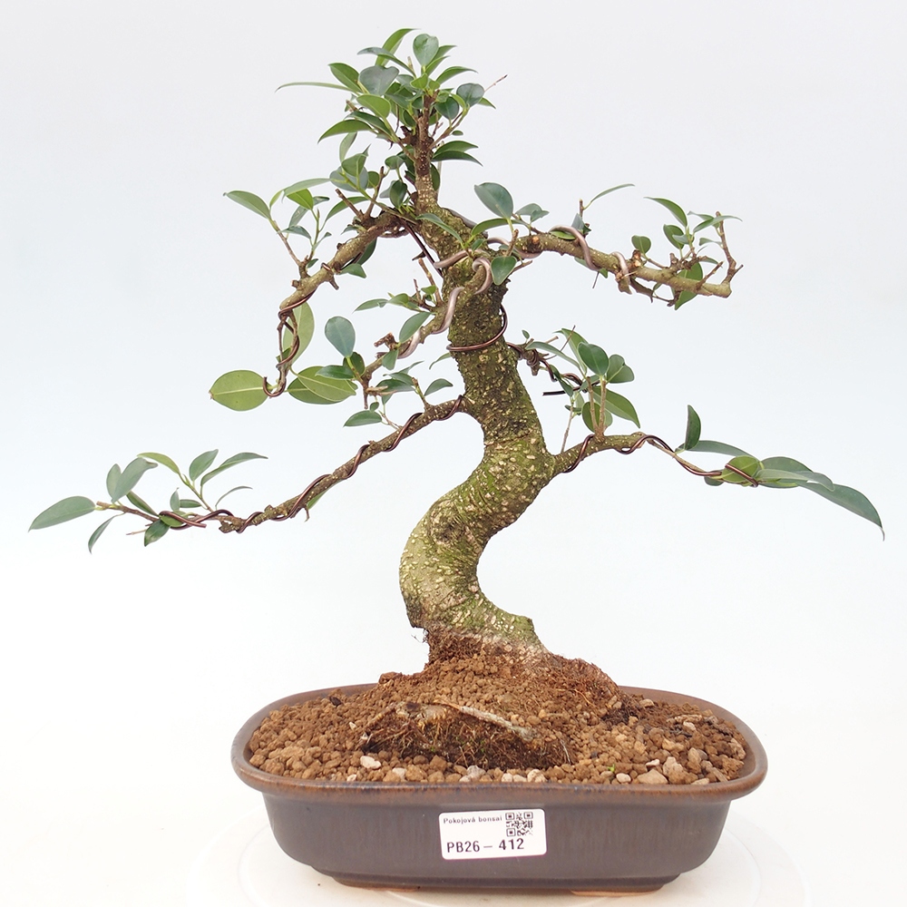 Szobai bonsai - Ficus retusa - kislevelű fikusz