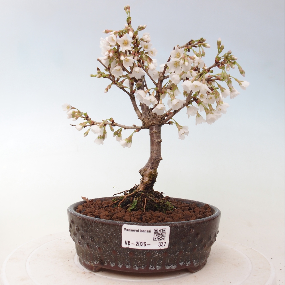 Kültéri bonsai - Prunus incisa Kojou-no mai-Plivon kivágva
