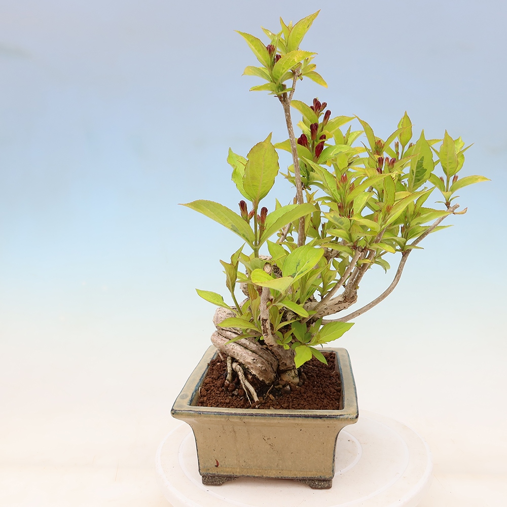 Kültéri bonsai – Weigela subsessilis – Koreai vajgélia