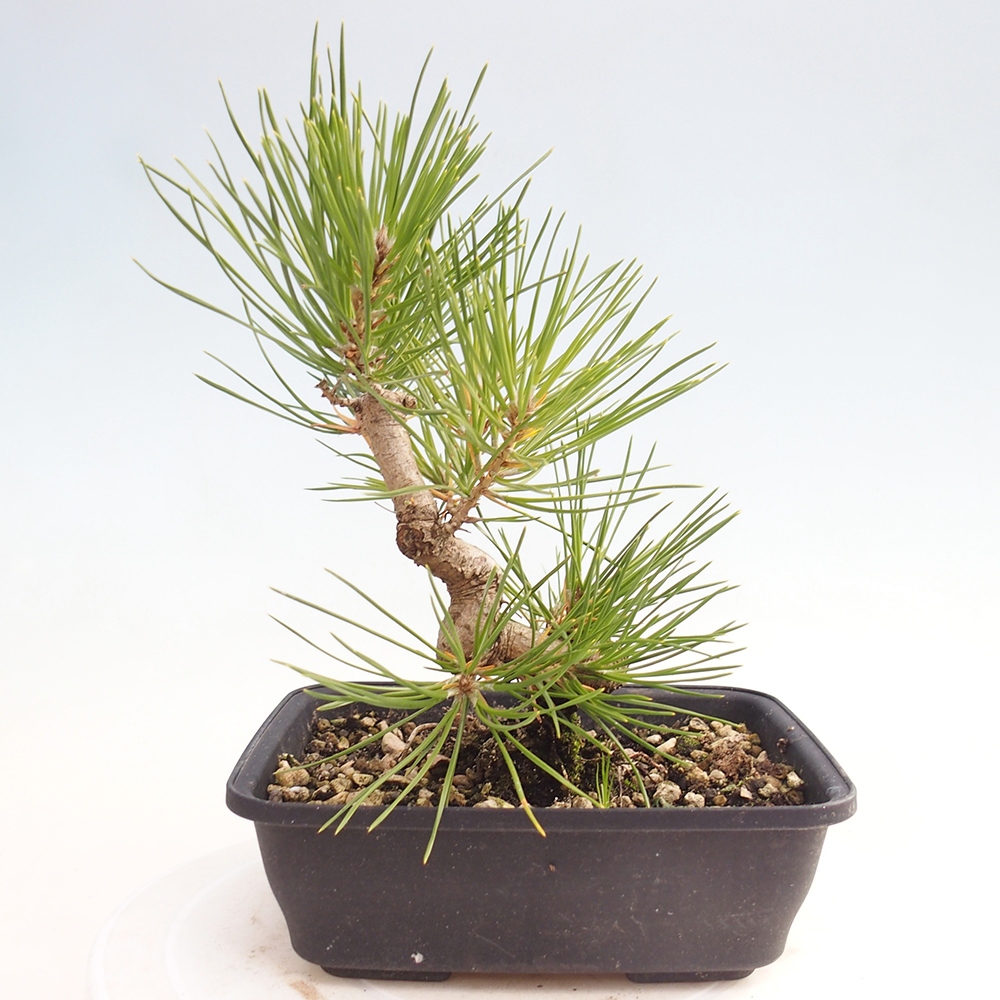 Kültéri bonsai - Pinus thunbergii - Thunberg fenyő